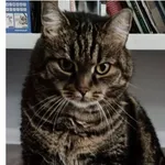 Zaginął kot! Brzeg! 26.10 zaginął kot, okolice Popiełuszki i Jana Pawła