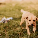 Jogi 616093902899634