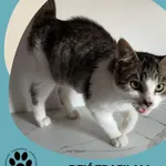 Znaleziono kota, Dąbrówka, 27 października 2024