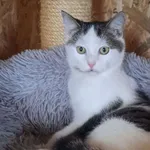 Nr: 574/2024            - Kot            z Fundacja Mam Pomysł