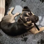 Mlody piesek przybłąkał się na dzialke. Jest pozytywnie nastawiony do innych psow I bardzo pozytywnie do ludzi. Zadbany tylko głodny. Ma charakterystyczna obroże. Brak przywieszki z numerem telefonu. 