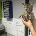 Nr: 578/2024            - Kot            z Legnickie Pole