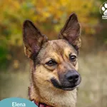 Elena