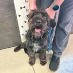 Przyjęty: 2024-10-29 Gmina: Jaworzno Płeć: Pies Opis: mieszaniec, szare