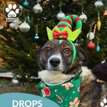 Pies do adopcji, Dąbrówka, 26 grudnia 2025