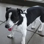 PIES Z INTERWENCJI DNIA 29.10.2024