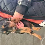 Imię: Przyjęty: 2024-10-16 Płeć: Suka Opis: mieszaniec, czarne-podpalane Wiek: ok. 4 m-ce