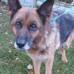 Poezja to suka przywieziona w dniu 17.10.2024r z terenu gm. Pilawa, kontaktowa,starsza