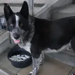 PIES Z INTERWENCJI DNIA 29.10.2024