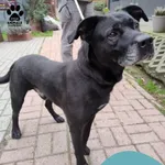 Znaleziono psa, Gdynia, 14 października 2024