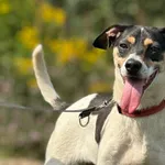 Imię: Milka Czip: 616093902529851 Płeć: samica Wiek: styczeń 2022 Wielkość: mała Kastracja/sterylizacja: tak Inne Psy: Akceptuje towarzystwo innych zwierząt Dzieci: W każdym wieku Charakter: Milka to 