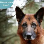 Gustaw