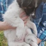 Przyjęty: 2024-10-29 Gmina: Morawica Płeć: Suka Opis: mieszaniec, biało-brązowe