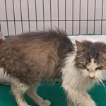 Kocurek poz. 24/747/K