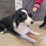 Przyjęty: 2024-11-01 Gmina: Osiek Płeć: Pies Opis: border collie, czarno-białe