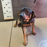 Przyjęty: 2024-10-31 Gmina: Chełmek Płeć: Suka Opis: mieszaniec, brąz