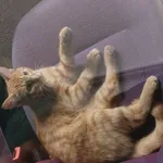 -kot - samiec -młody  -rudy -niewykastrowany -brak czipa -brak obroży -zachowanie kota domowego  - znaleziony w Łodzi na ul. Wapiennej