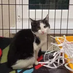 Kocurek poz. 24/758/K