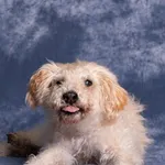 OWCA PIES MIESIĄCA – LISTOPAD