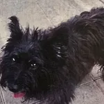 PIES Z INTERWENCJI DNIA 31.10.2024