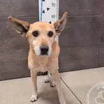 Przyjęty: 2024-11-03 Gmina: Imielin Płeć: Pies Opis: mieszaniec, biszkoptowe