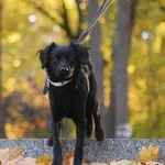 Znaleziono psa, Toruń, 9 października 2024