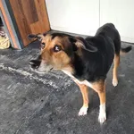 Przyjęty: 2024-11-03 Gmina: Jaworzno Płeć: Suka Opis: mieszaniec, tricolor