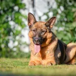 Duszka - młoda, wesoła, inteligenta suczka ON do adopcji!