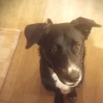 Oreo - fantastyczny SZCZENIAK do pokochania!