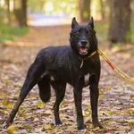 Znaleziono psa, Toruń, 18 października 2024