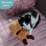 Kaja, Kaktus, Lizak i Badyl