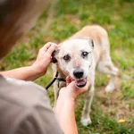 Forest - kochana, przyjazna psineczka do pokochania!