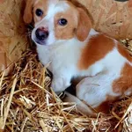 Afik z Przytuliska w Wolsztynie szuka domu, choćby tymczasowego. Psiak przyjechał do nas jakiś czas temu z terenu gminy Przemęt, a dokładniej z miejscowości Kluczewo. Afik to młody samczyk. Przez pier