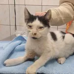 Kocurek poz. 24/762/K