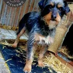 Gama z Przytuliska w Wolsztynie szuka domu. Psinka przyjechała do nas z Obry wraz z samczykiem, któremu nadaliśmy imię Gapcio. Obydwa zwierzaki błąkały się razem po Obrze od jakiegoś czasu. Do tej por