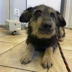 Nr: 586            - Pies            z Legnickie Pole