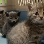 Kocurek poz. 24/770/K