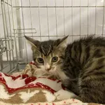 Nr: 588/2024            - Kot            z Świdnica Miasto