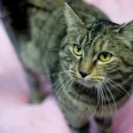 Znaleziono kota, Sosnowiec, 30 października 2024