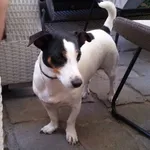 Jack Russell Terier Wisełka