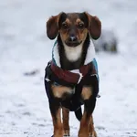 Pies do adopcji, Piła, 24 sierpnia 2024