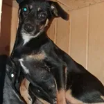 Róża