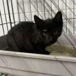 Znaleziono kota, Sosnowiec, 7 listopada 2024