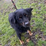 Nr: 600/2024            - Pies            z Miłkowice