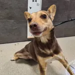 Przyjęty: 2024-11-09 Gmina: Jaworzno Płeć: Suka Opis: mieszaniec, brązowo- ruda