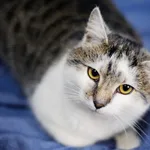 Znaleziono kota, Sosnowiec, 7 listopada 2024