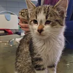 Znaleziono kota, Lublin, 9 listopada 2024