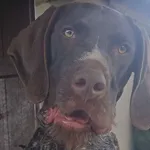 Zaginął wyżeł niemiecki