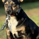 Imię: Finek Czip: 616093902284886 Płeć: samiec Wiek: styczeń 2022 Wielkość: mała Kastracja/sterylizacja: tak Inne Psy: Akceptuje towarzystwo innych zwierząt Dzieci: W wieku szkolnym Charakter: Finek t