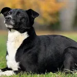 Imię: Franek Czip: 616093902542053 Płeć: samiec Wiek: styczeń 2020 Wielkość: mała Kastracja/sterylizacja: tak Inne Psy: Akceptuje towarzystwo innych zwierząt Dzieci: W wieku szkolnym Charakter: Franek